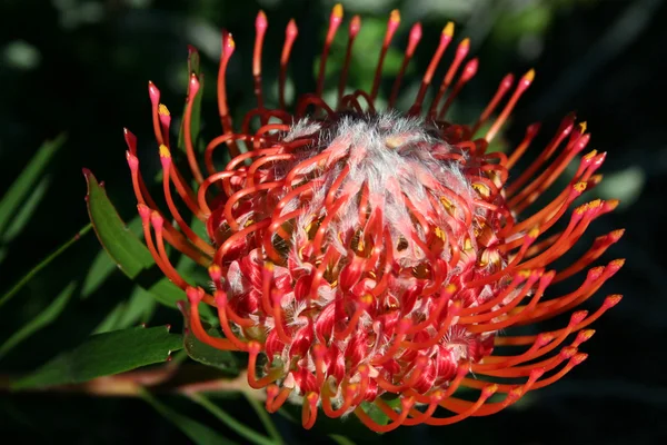 Pincushion Southafrican Red protea (Proteaceae) — Stock Photo, Image