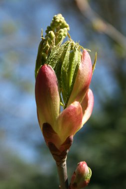 Chestnut sprout (Castaneae) clipart