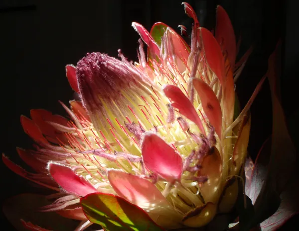 Mysterieuze Prins protea cynaroides — Stockfoto