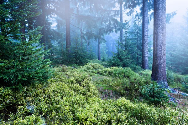 常绿森林 — 图库照片