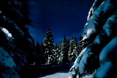 Gece Ormanı