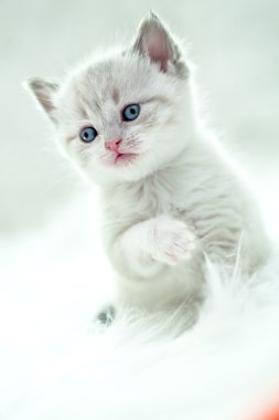 Persian kitty clipart