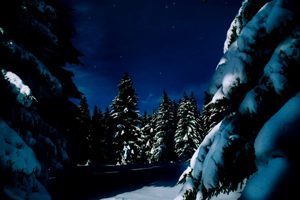Δάσος νύχτας — Φωτογραφία Αρχείου