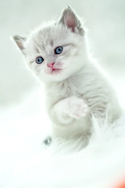 Perski kotek — Zdjęcie stockowe