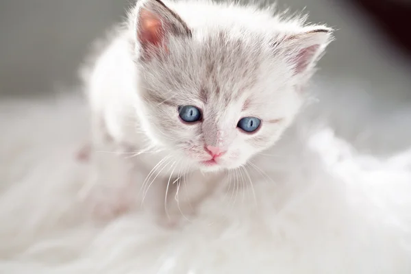 페르시아 고양이 — 스톡 사진