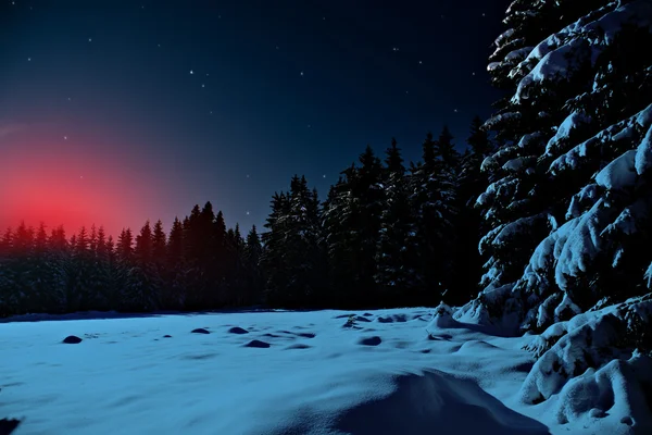 Зимний лес ночью — стоковое фото