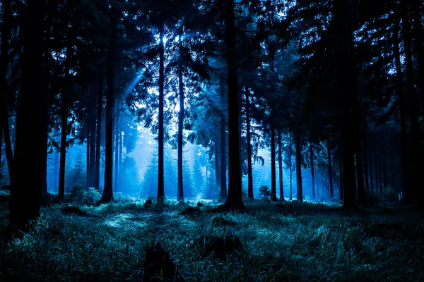 Floresta noturna — Fotografia de Stock
