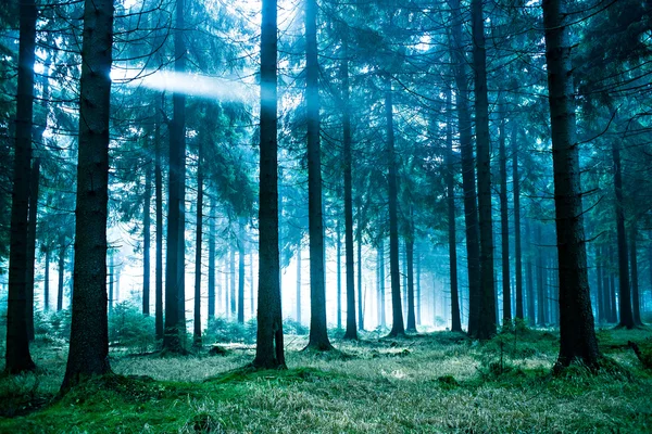 Bosque perenne —  Fotos de Stock