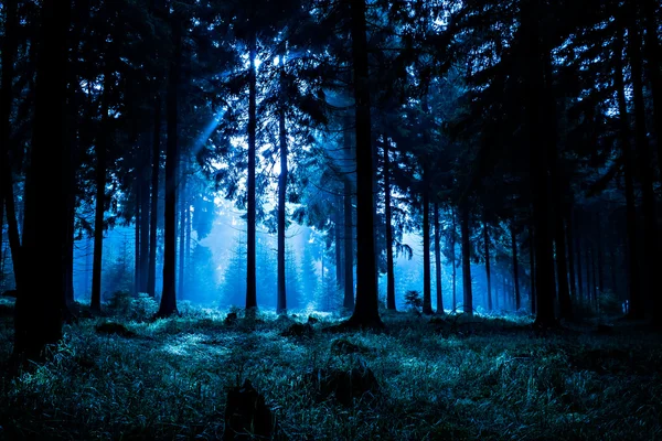 夜の森 ストック画像