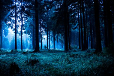 Night forest clipart