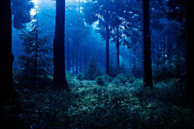Gece Ormanı
