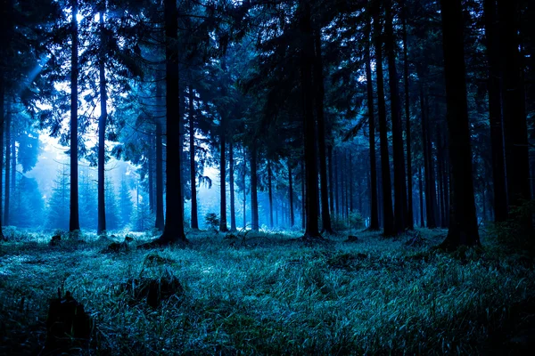 Foresta notturna — Foto Stock