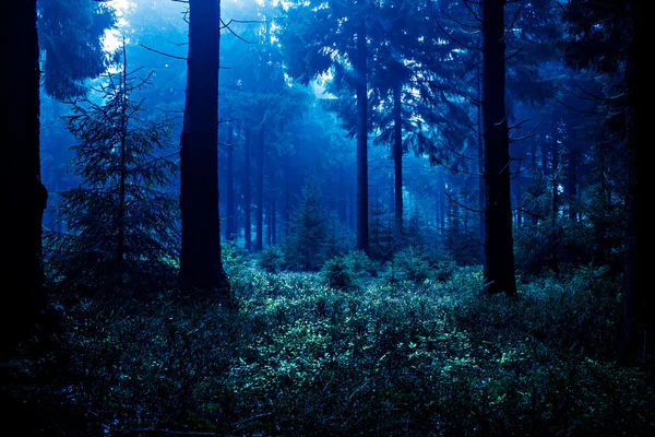Nachtwald — Stockfoto