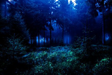 Night forest clipart