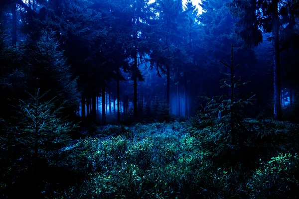 Foresta notturna — Foto Stock