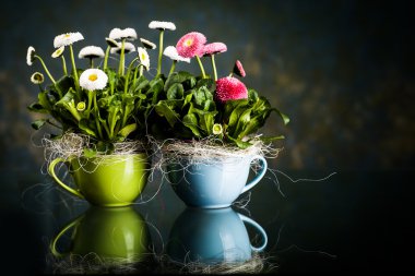 Pot of Bellis perennis clipart