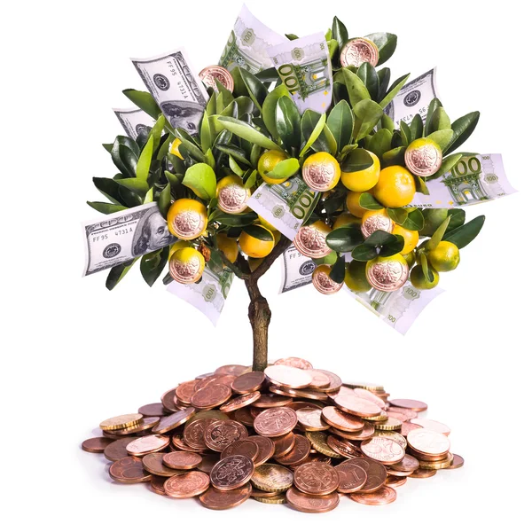 Money tree — Stock Photo, Image