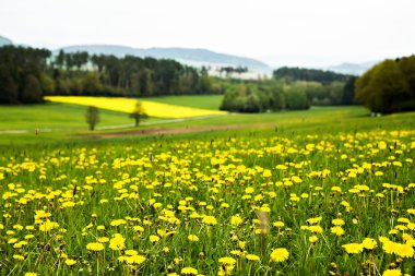 coburg yakınındaki kırsal lansdscape