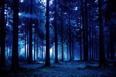 Night forest clipart