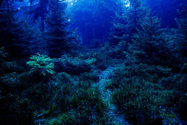 Gece Ormanı — Stok fotoğraf
