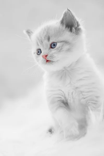 Farsça kitty — Stok fotoğraf
