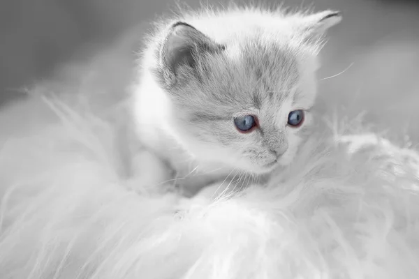 Perzsa kiscica — Stock Fotó