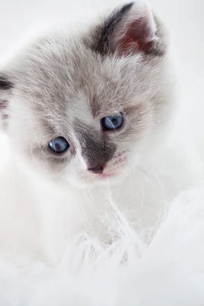 Gatinho persa — Fotografia de Stock