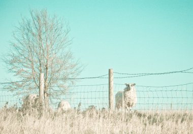 Sheep in winter clipart