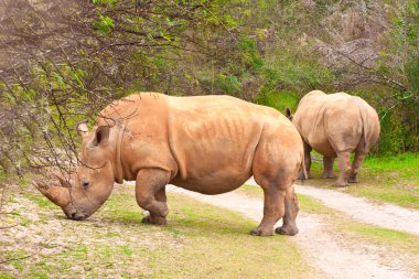 White Rhinoceros clipart