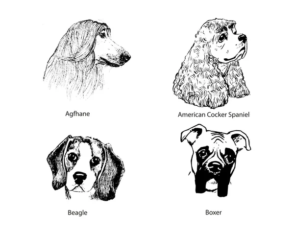Dog portraits — Stock Vector