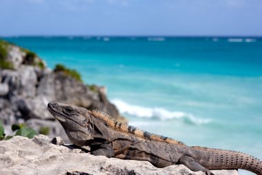 Iguana