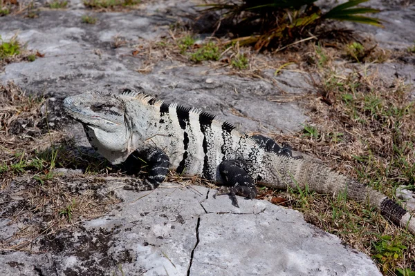 Beyaz iguana — Stok fotoğraf