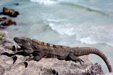 Iguana