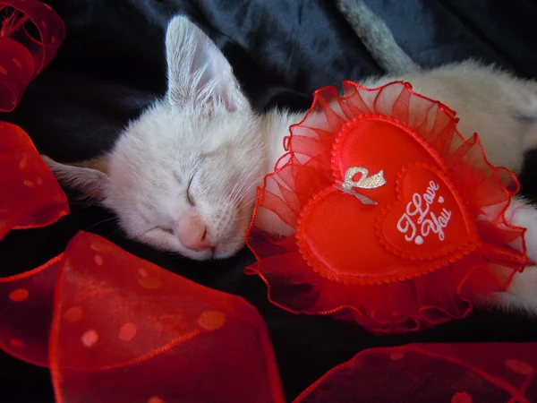 Kleine kitten in liefde — Stockfoto