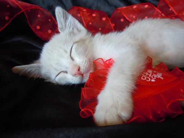 Spanie kotek i czerwone serce — Zdjęcie stockowe
