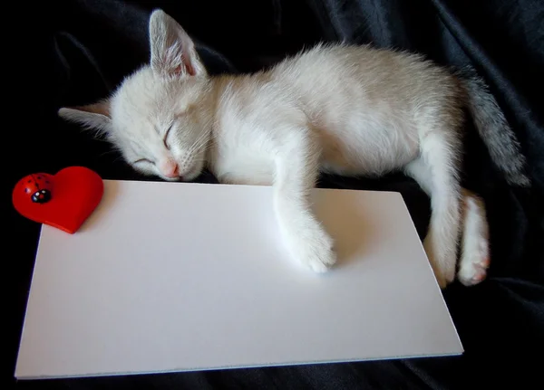 Schlafendes Kätzchen und weiße Blankokarte — Stockfoto