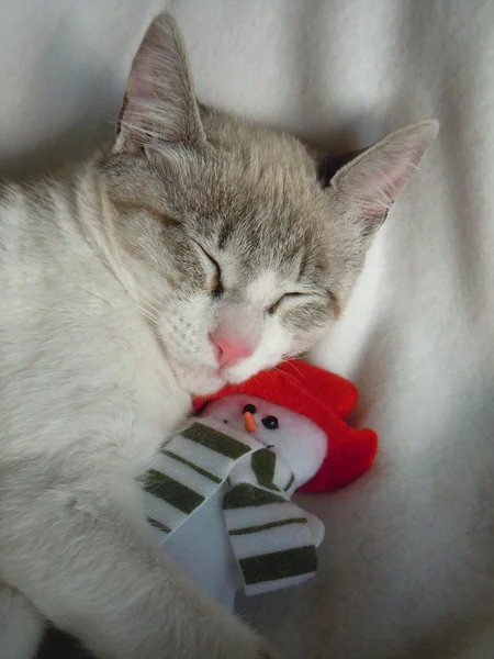 Young cat cuddling with snowman toy — Stock Photo, Image