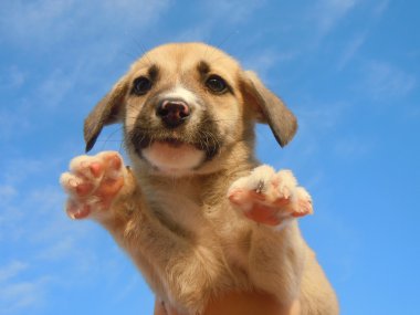 Cute puppy in the air clipart