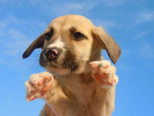 stock image Little puppy in the air