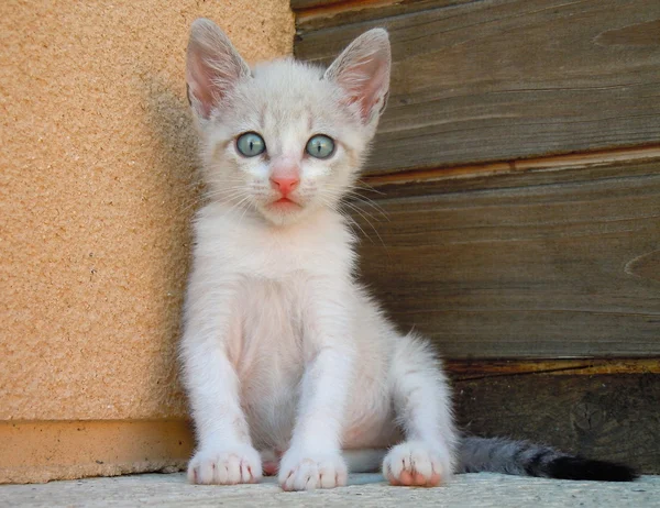 Posing cute little kitten — Stock Photo, Image