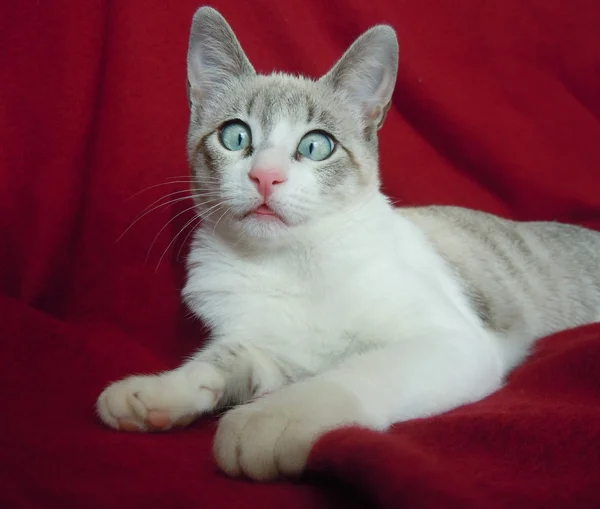 Olho impertinente de um gato jovem — Fotografia de Stock