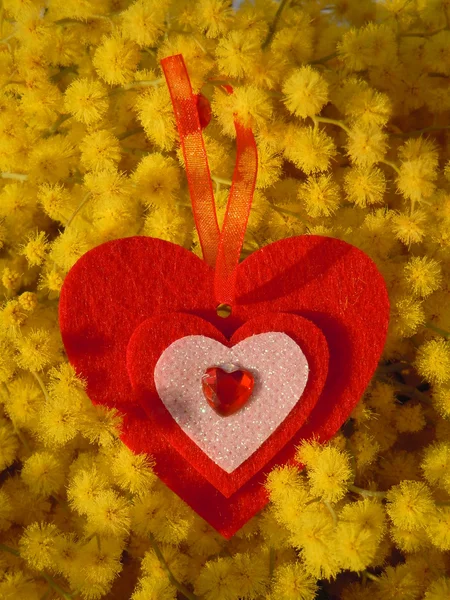 Rött hjärta och mimosa — Stockfoto