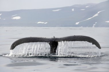 Humpback's tail clipart