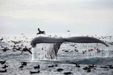 Kambur balina kuyruğu
