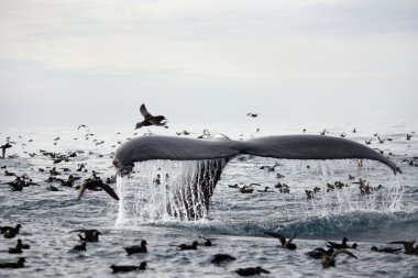 Humpback whale's tail clipart