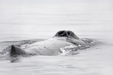 Blow-hole of humpback whale clipart