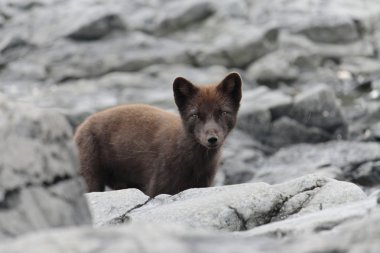Arctic fox of the Commander Islands clipart