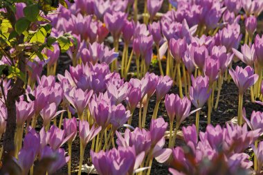 colchicum çiçekler