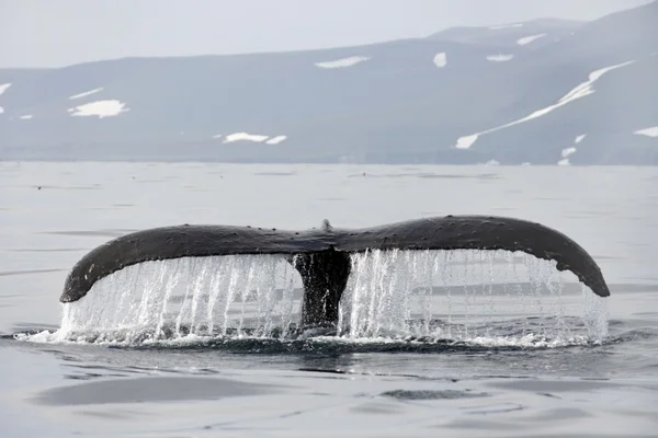 ザトウクジラの尾 — ストック写真