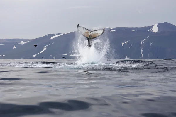 突背クジラの尾スマック — ストック写真